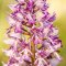 Bogyiszlói orchideás erdő - Bogyiszló