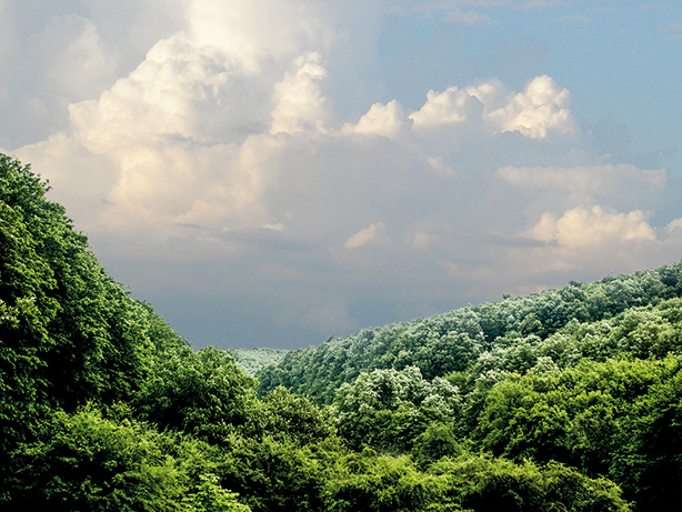 Gyulaji erdő